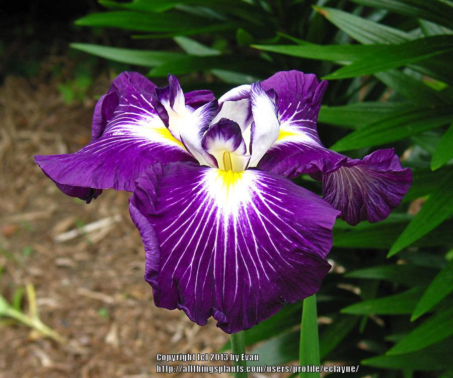 Photo of Japanese Iris (Iris ensata 'Dirigo Red Rocket') uploaded by eclayne