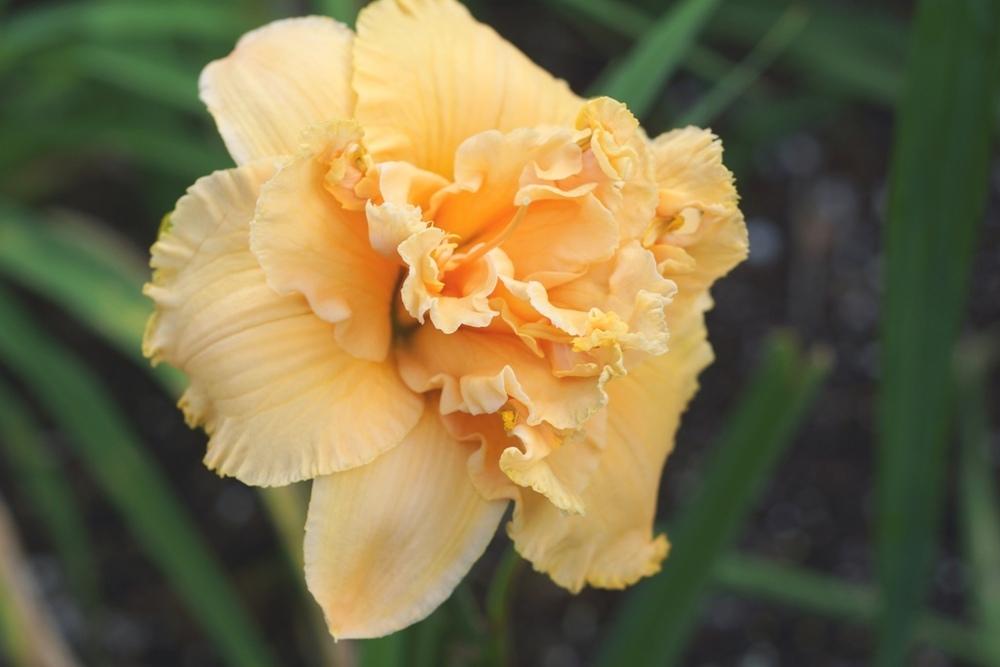 Photo of Daylily (Hemerocallis 'Vera McFarland Memorial') uploaded by florange