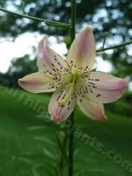Thumb of 2013-06-26/magnolialover/1744c6
