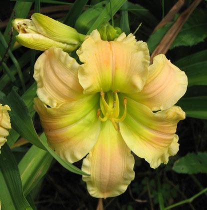 Photo of Daylily (Hemerocallis 'Texas Beautiful Bouquet') uploaded by mlt