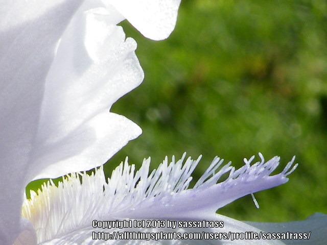 Photo of Tall Bearded Iris (Iris 'Angel Wings') uploaded by sassafrass