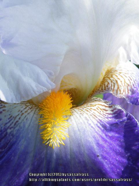 Photo of Tall Bearded Iris (Iris 'Like Wow') uploaded by sassafrass