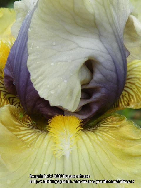 Photo of Tall Bearded Iris (Iris 'Secret Partner') uploaded by sassafrass