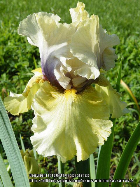 Photo of Tall Bearded Iris (Iris 'Secret Partner') uploaded by sassafrass