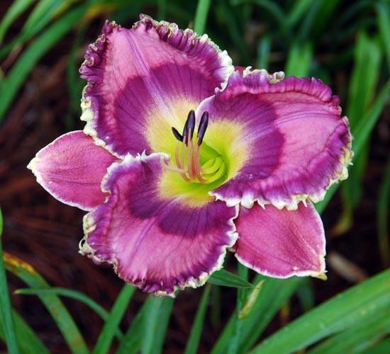 Photo of Daylily (Hemerocallis 'God Save the Queen') uploaded by shive1