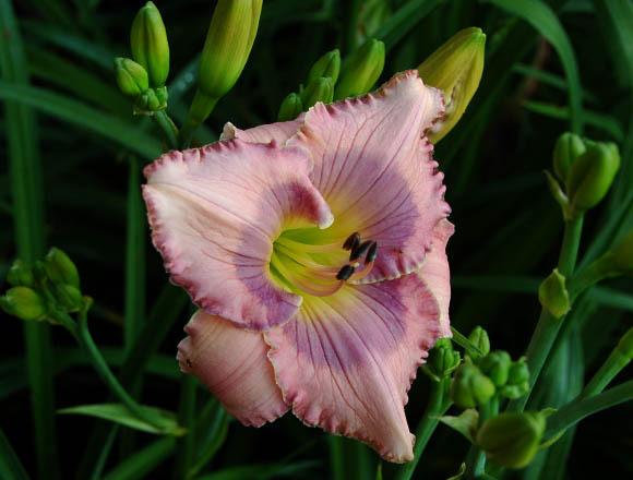 Photo of Daylily (Hemerocallis 'Orchid Elegance') uploaded by shive1