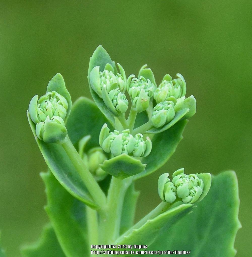 Photo of Sedum (Hylotelephium spectabile 'Herbstfreude') uploaded by tinpins