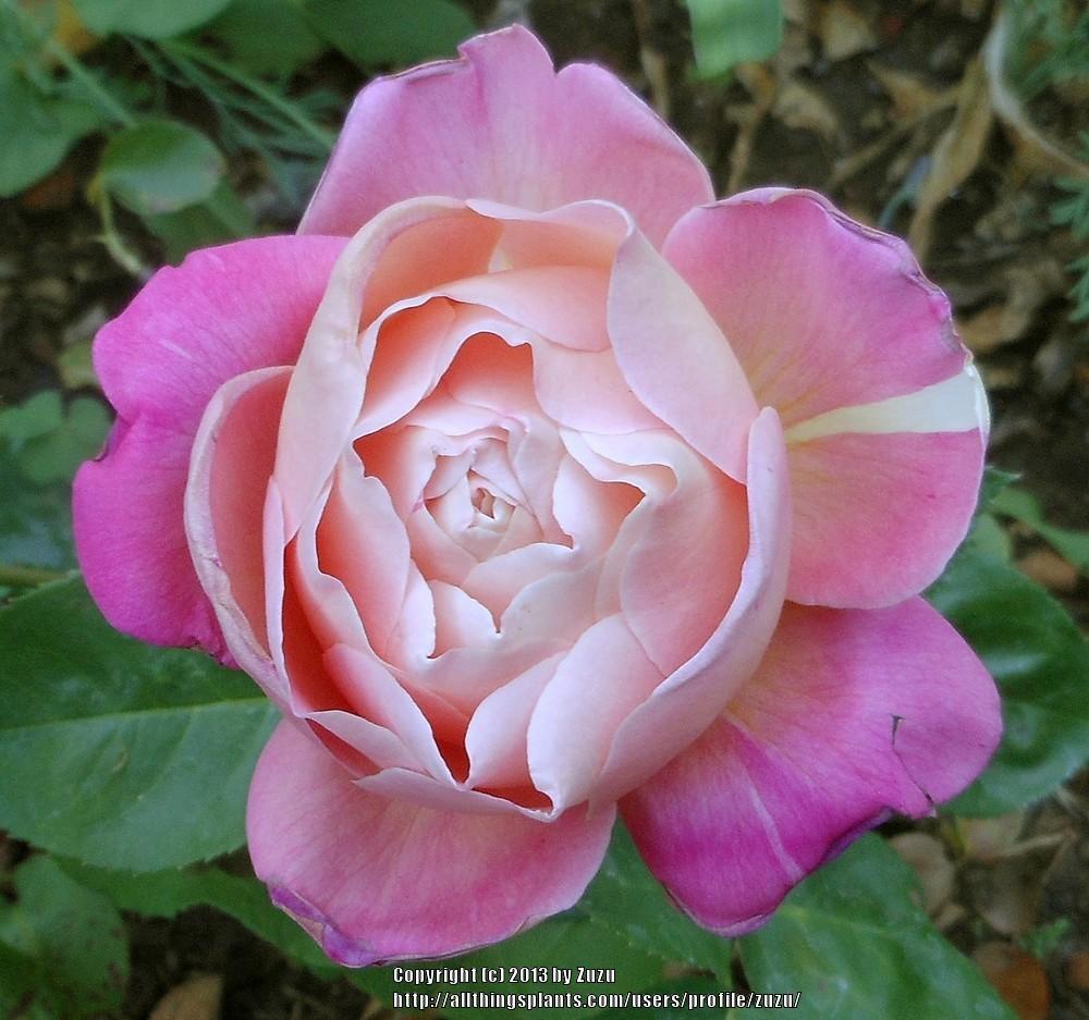 Photo of Rose (Rosa 'Lucky Piece') uploaded by zuzu