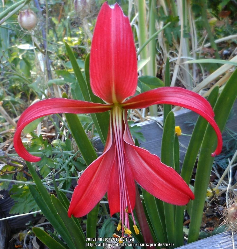 Photo of Aztec Lily (Sprekelia formosissima) uploaded by zuzu