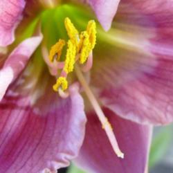 Location: northern california zone 9b
Date: 2013-06-27
Morrie Otte close up of pollen