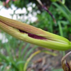 Location: northern california zone 9b
Date: 2013-06-26
Close up of a Dixie Land Band bud (almost purple, but blooms deep