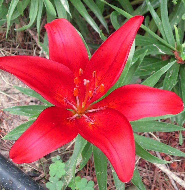 Photo of Lily (Lilium 'Crimson Pixie') uploaded by ge1836
