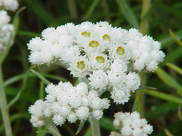 Photo of Pearly Everlasting (Anaphalis margaritacea) uploaded by robertduval14