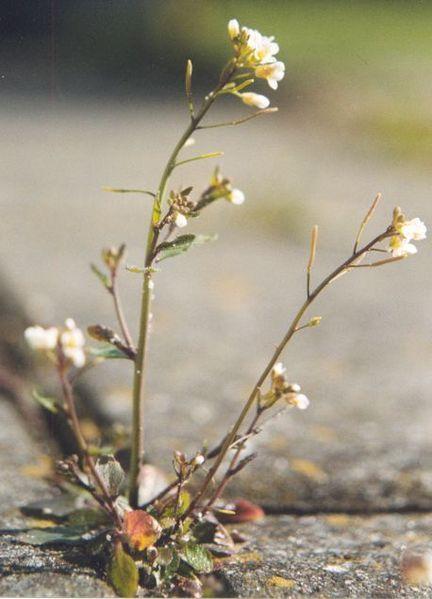 Photo of Mouseear Cress (Arabidopsis thaliana) uploaded by robertduval14