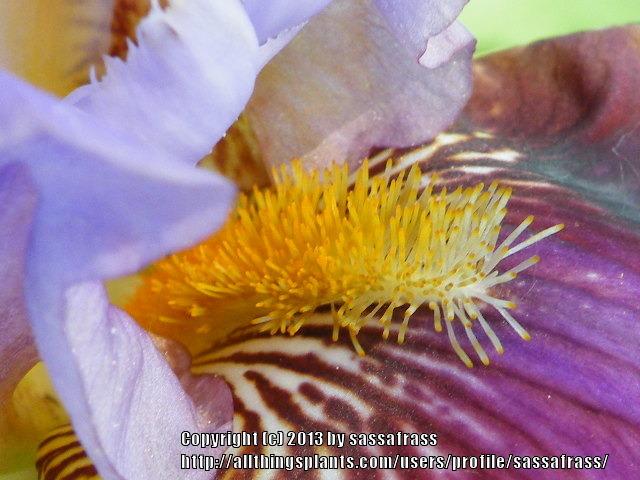 Photo of Tall Bearded Iris (Iris 'Lights Camera Action') uploaded by sassafrass