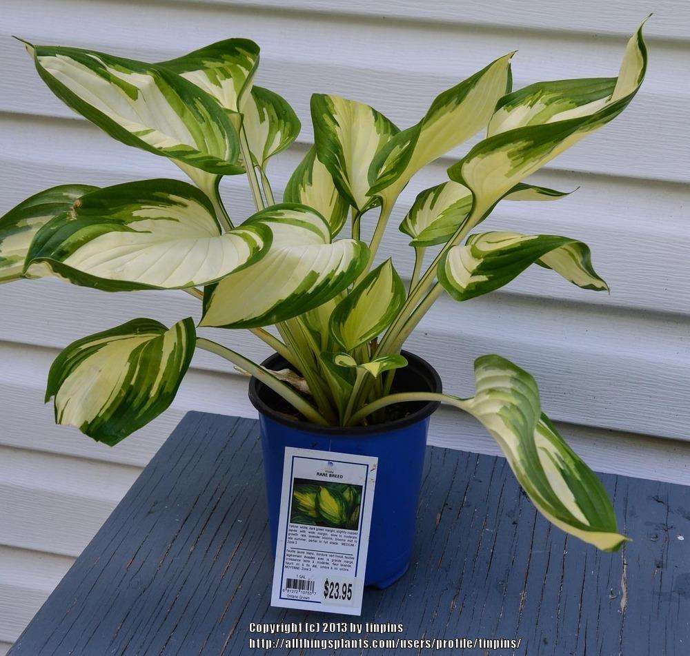 Photo of Hosta 'Rare Breed' uploaded by tinpins