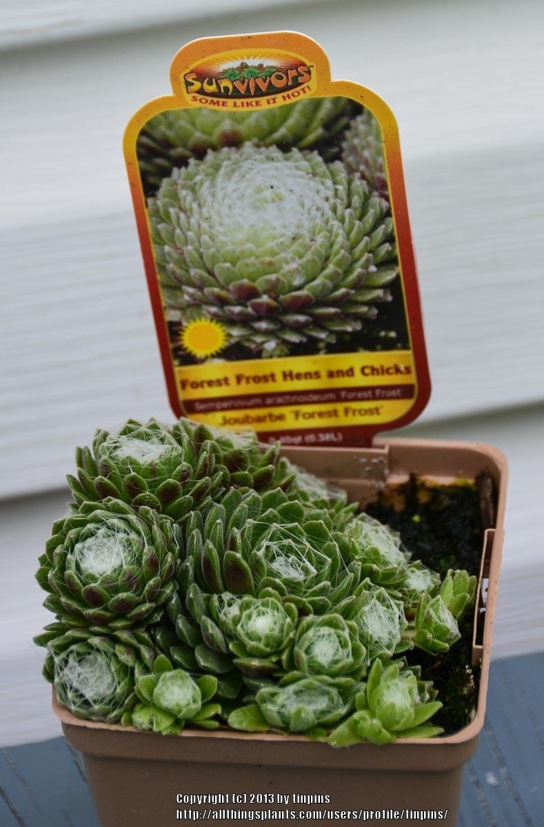 Photo of Hen and Chicks (Sempervivum 'Forest Frost') uploaded by tinpins