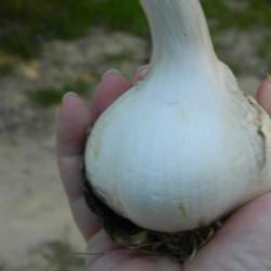 Location: Northeastern, Texas
Date: 2013-06-26
mature garlic bulb harvested in June