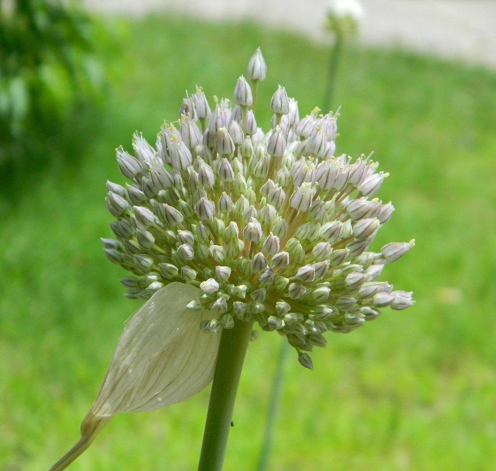 Photo of Elephant Garlic (Allium ampeloprasum) uploaded by wildflowers