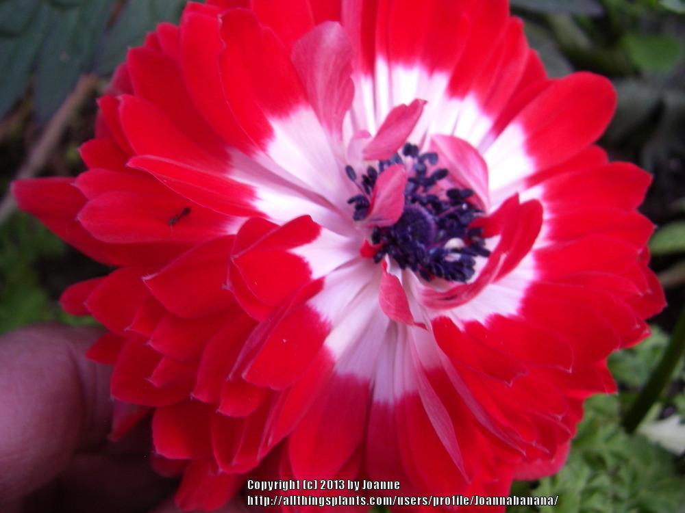 Photo of Poppy Anemone (Anemone coronaria) uploaded by Joannabanana
