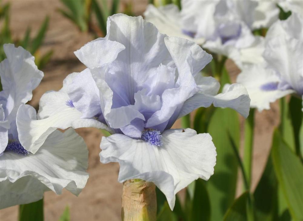 Photo of Intermediate Bearded Iris (Iris 'Blue Splash') uploaded by KentPfeiffer