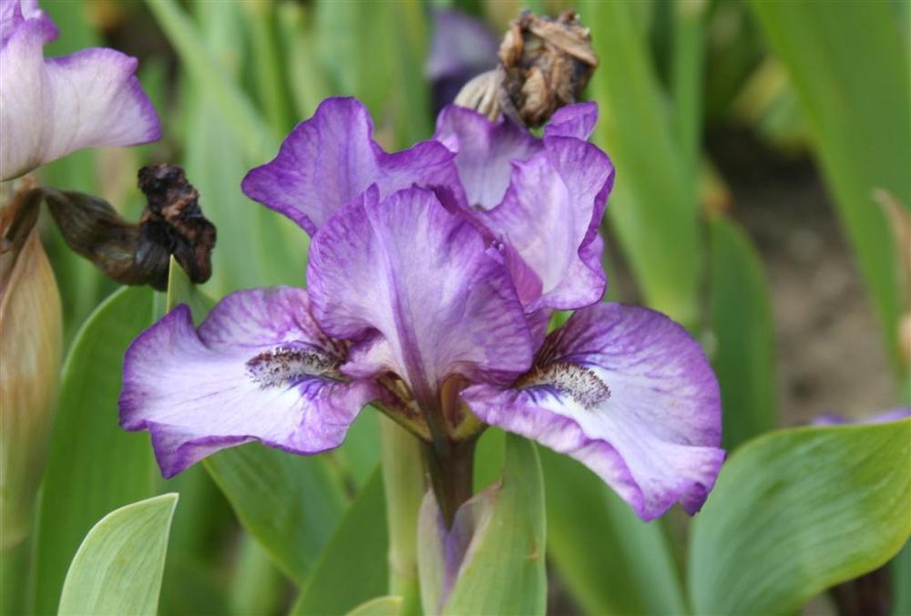 Photo of Standard Dwarf Bearded Iris (Iris 'Celebrate') uploaded by KentPfeiffer