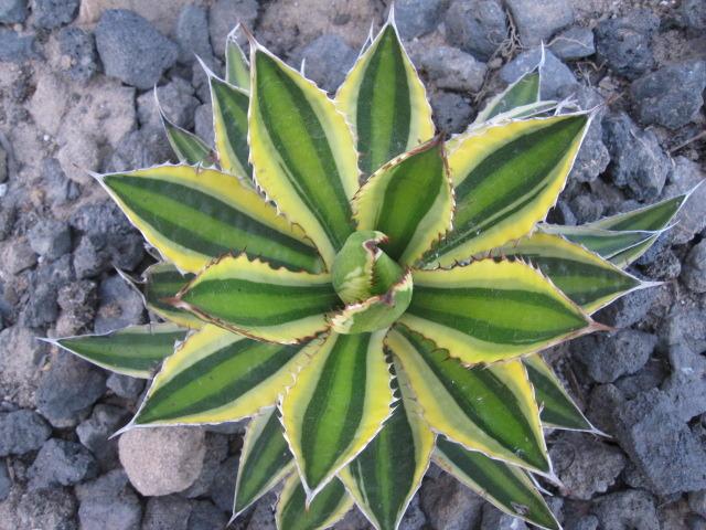 Photo of Center Stripe Agave (Agave lophantha 'Quadricolor') uploaded by MagerRooRHammer