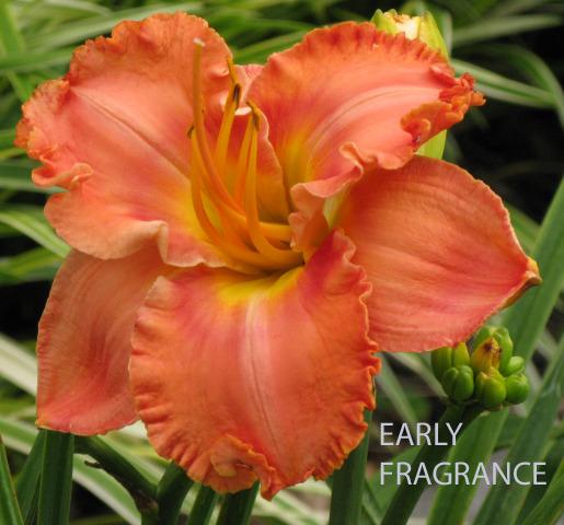 Photo of Daylily (Hemerocallis 'Early Fragrance') uploaded by blue23rose