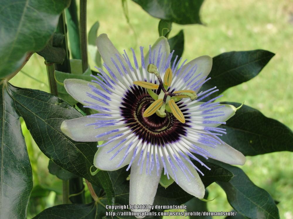 Photo of Blue Passion Flower (Passiflora caerulea 'Clear Sky') uploaded by dormantsrule