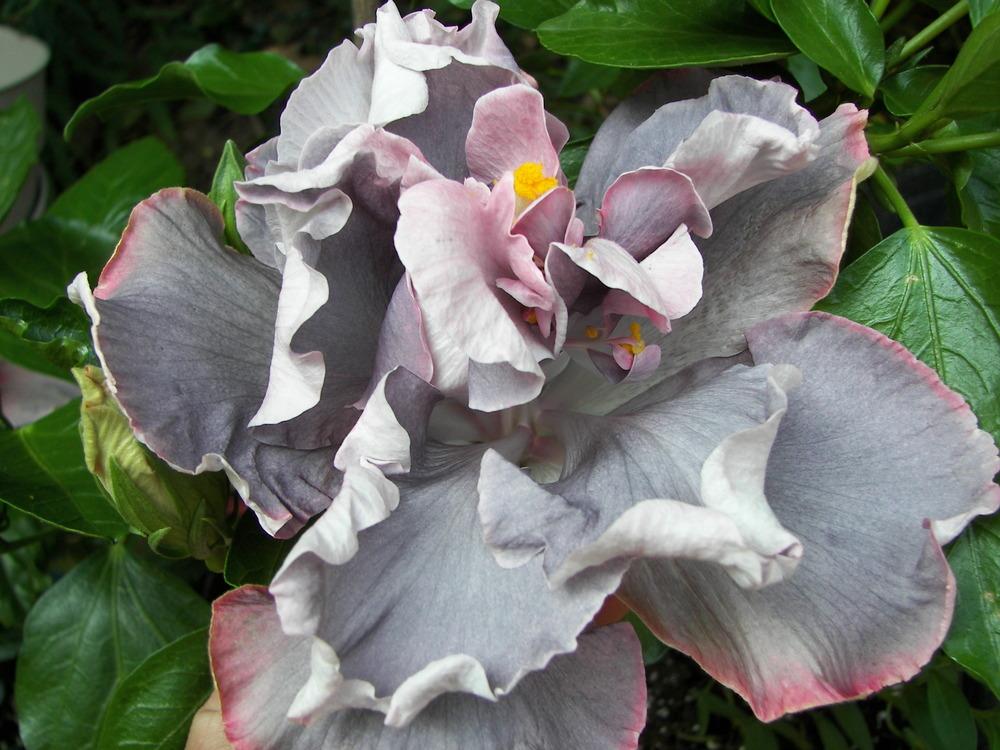 Photo of Tropical Hibiscus (Hibiscus rosa-sinensis 'Marianne Charlton') uploaded by stplong