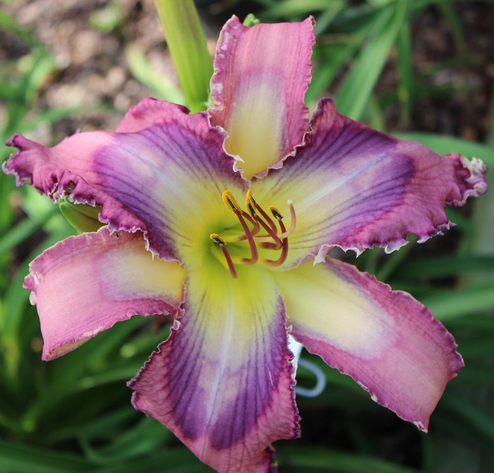 Photo of Daylily (Hemerocallis 'Ripples and Reflections') uploaded by tink3472