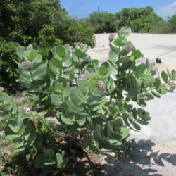 Location: Grand Turk Island, Turks & Caicos
Date: June 2013