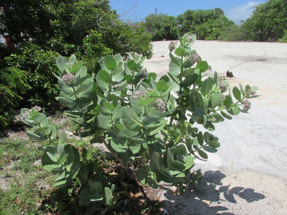 Photo of Giant Milkweed (Calotropis gigantea) uploaded by Dutchlady1