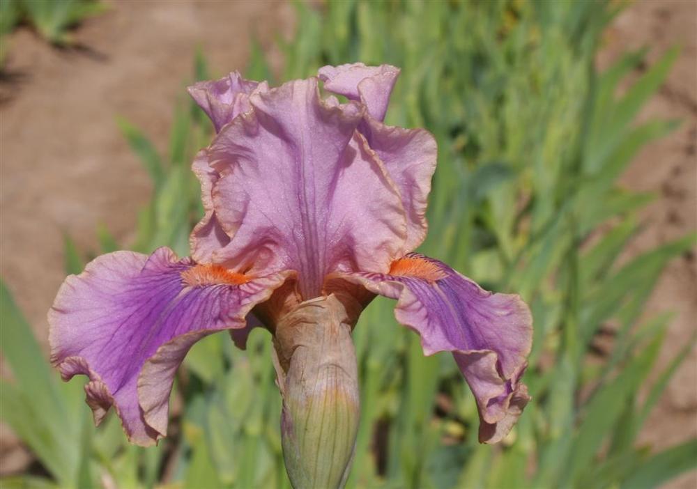 Photo of Intermediate Bearded Iris (Iris 'Good To Go') uploaded by KentPfeiffer