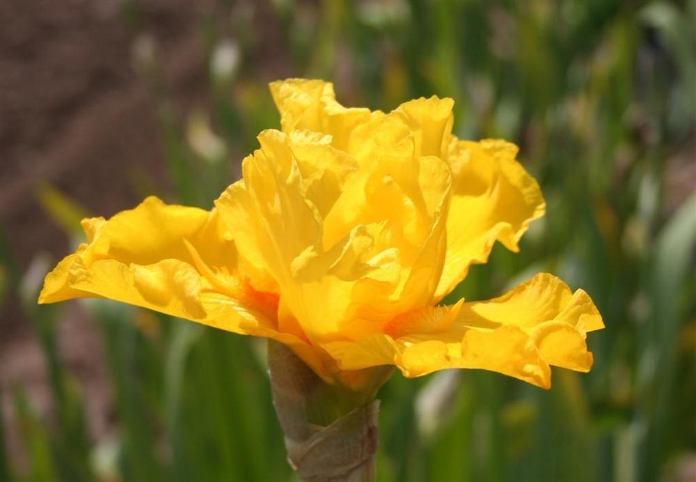 Photo of Tall Bearded Iris (Iris 'Glitter Gulch') uploaded by KentPfeiffer