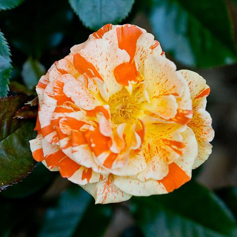 Photo of Rose (Rosa 'Oranges 'n' Lemons') uploaded by Mike