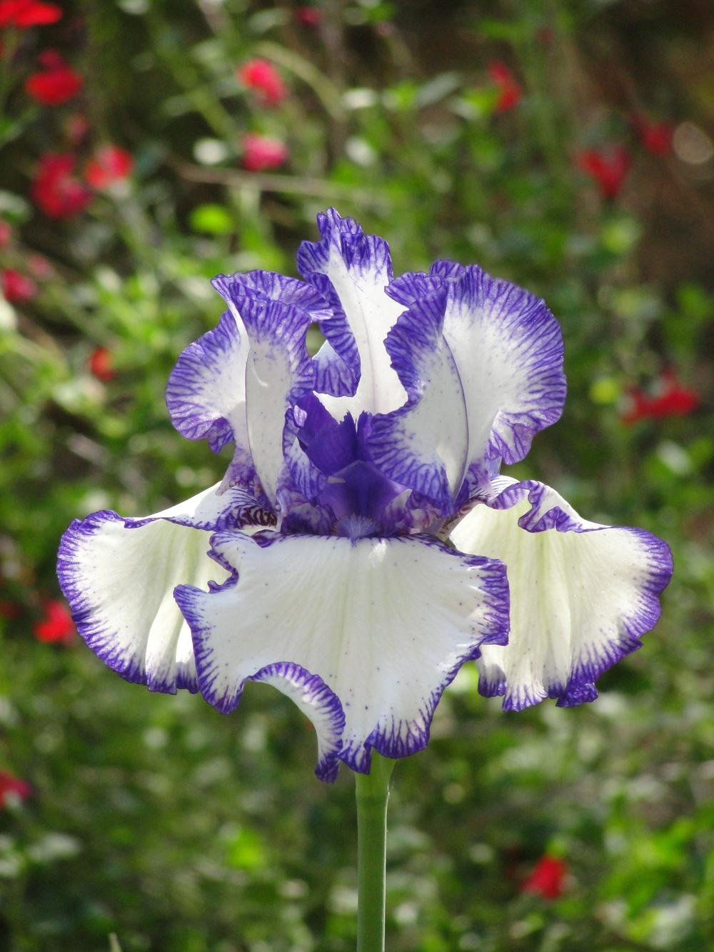 Photo of Tall Bearded Iris (Iris 'Rare Treat') uploaded by Sheridragonfly