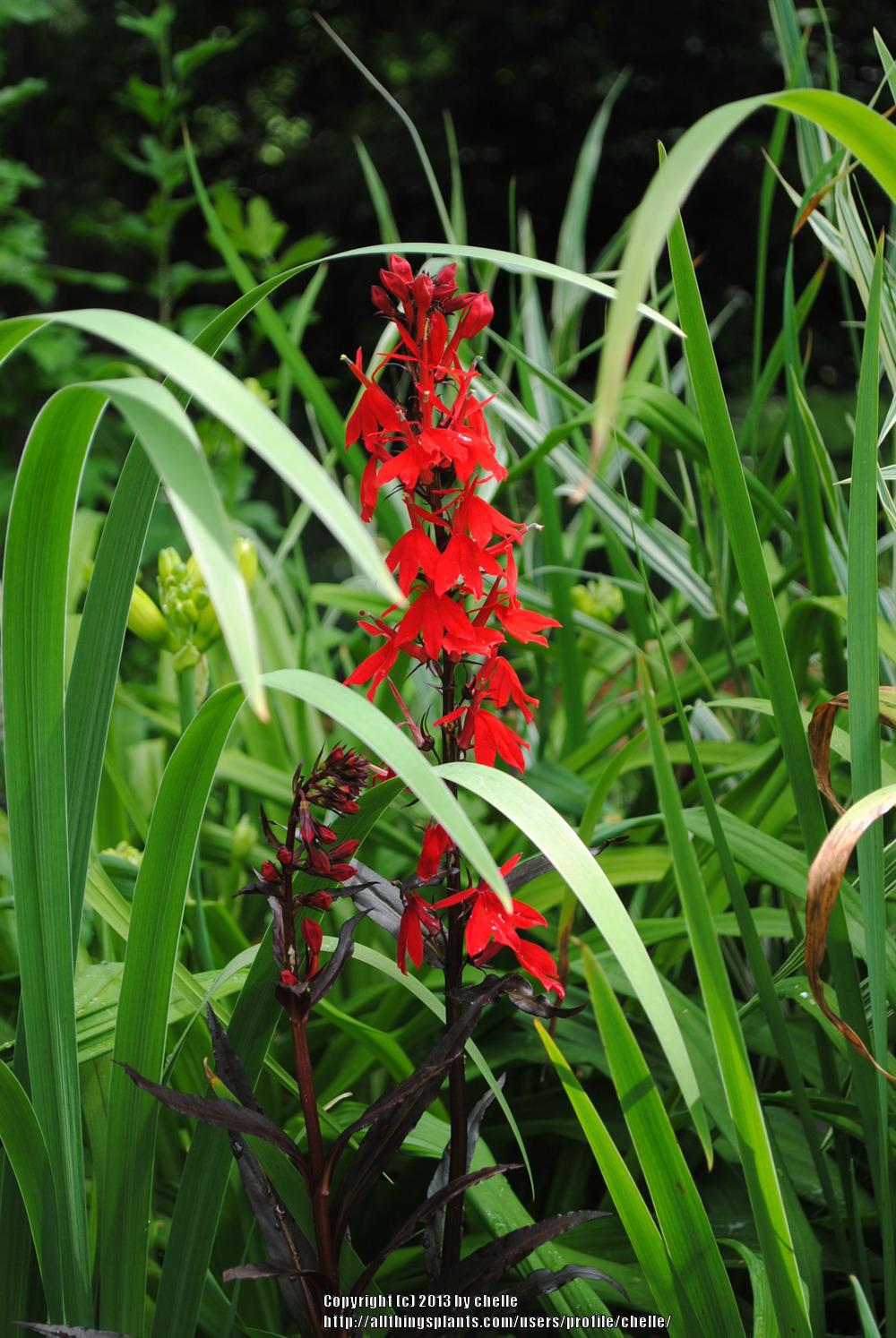 Photo of Cardinal Flower (Lobelia 'Queen Victoria') uploaded by chelle