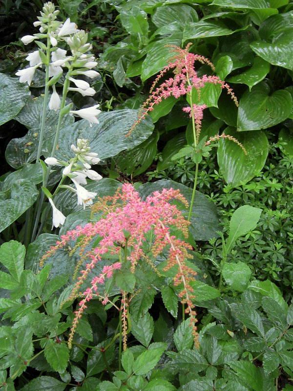Photo of Astilbe 'Straussenfeder' uploaded by ge1836