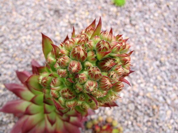 Photo of Hen and Chicks (Sempervivum 'Gingerbread Boy') uploaded by goldfinch4