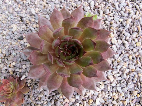 Photo of Hen and Chicks (Sempervivum 'Eminent') uploaded by goldfinch4