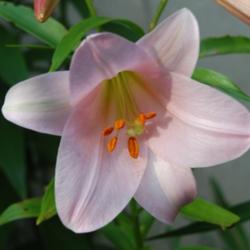 Location: Maine
Date: 2013-06-23
I have had this lovely lily for @ least 7 tears if not more. She'