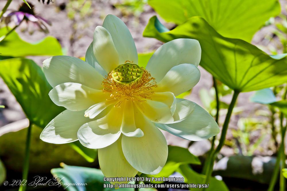 Photo of Sacred Lotus (Nelumbo nucifera 'Perry's Giant Sunburst') uploaded by psa