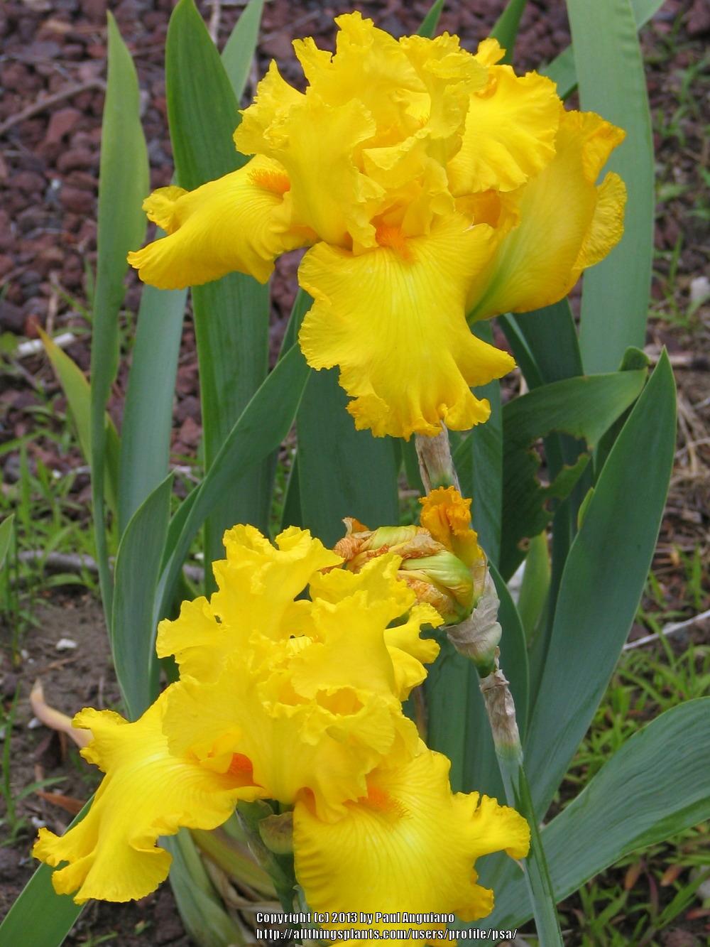 Photo of Tall Bearded Iris (Iris 'Amarillo Frills') uploaded by psa