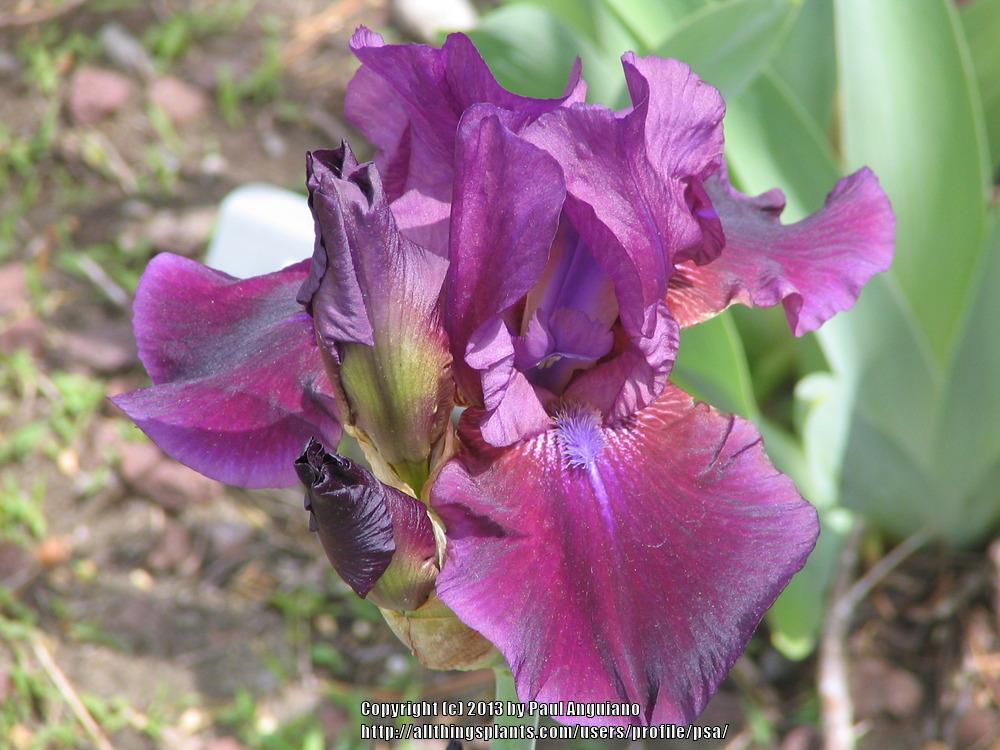 Photo of Tall Bearded Iris (Iris 'Cobra's Eye') uploaded by psa