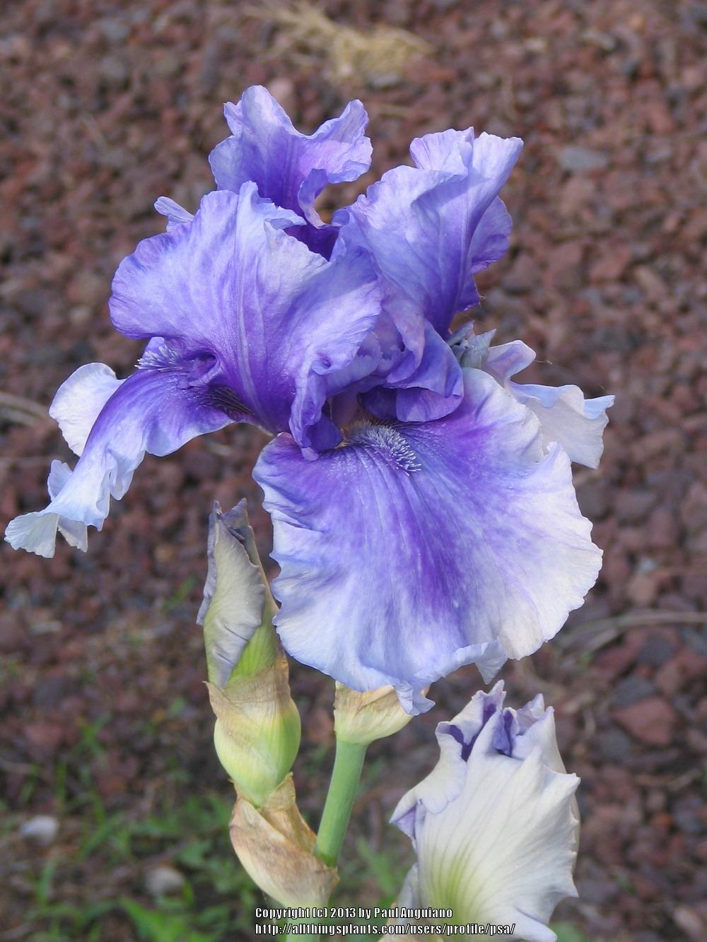 Photo of Tall Bearded Iris (Iris 'Spouting Horn') uploaded by psa