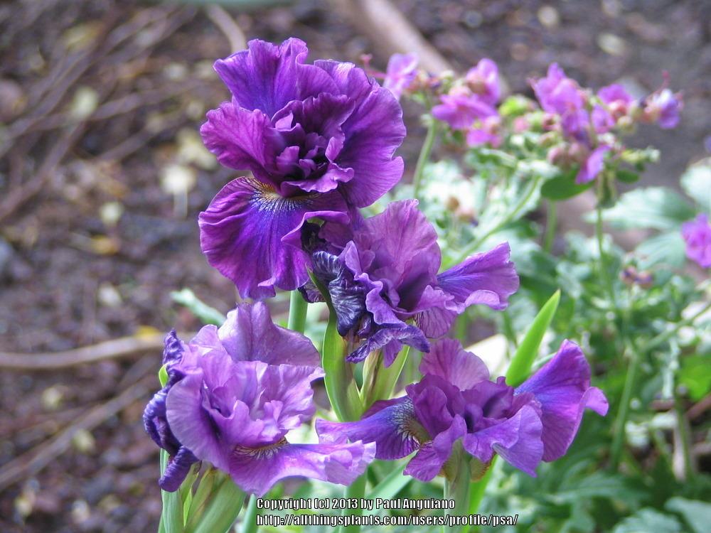 Photo of Siberian Iris (Iris 'Mad Magenta') uploaded by psa