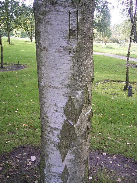 Photo of Young's Weeping Birch (Betula pendula 'Youngii') uploaded by robertduval14