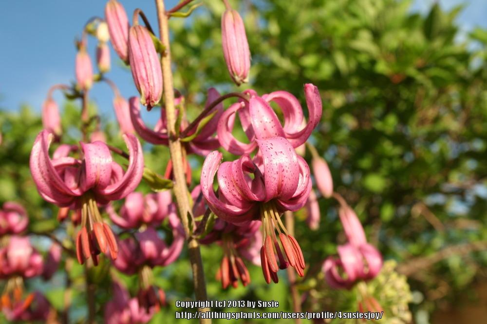 Photo of Martagon Lily (Lilium martagon) uploaded by 4susiesjoy