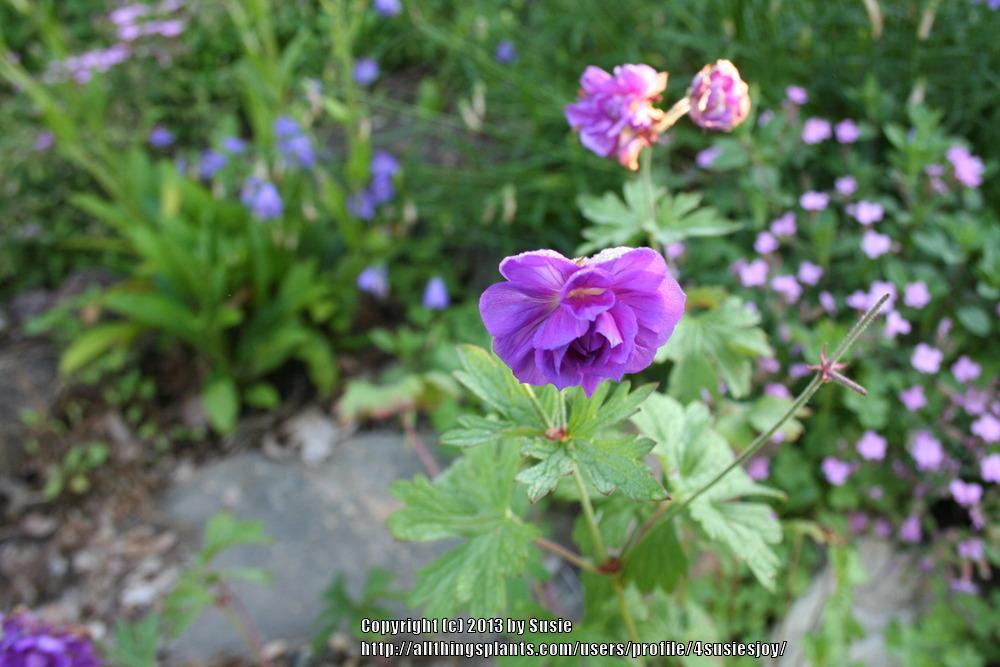 Photo of Himalayan Geranium (Geranium himalayense  'Plenum') uploaded by 4susiesjoy